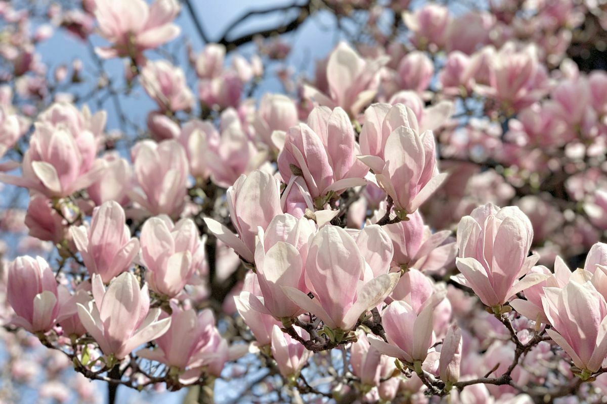 Qué hacer en Milán en primavera