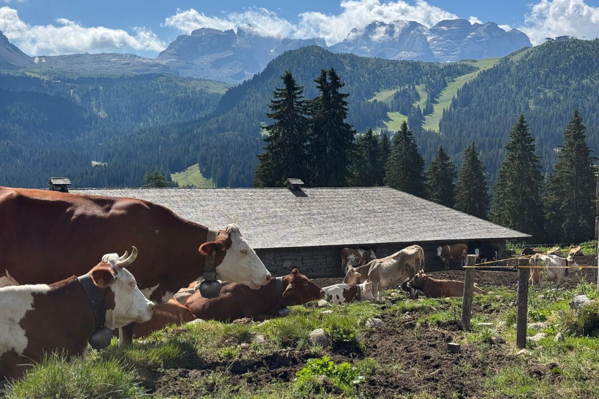 Malga Zelande